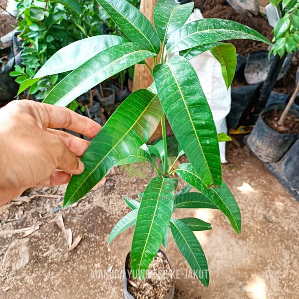 Bibit Mangga Yuwen S6 Menuju Jakarta Utara