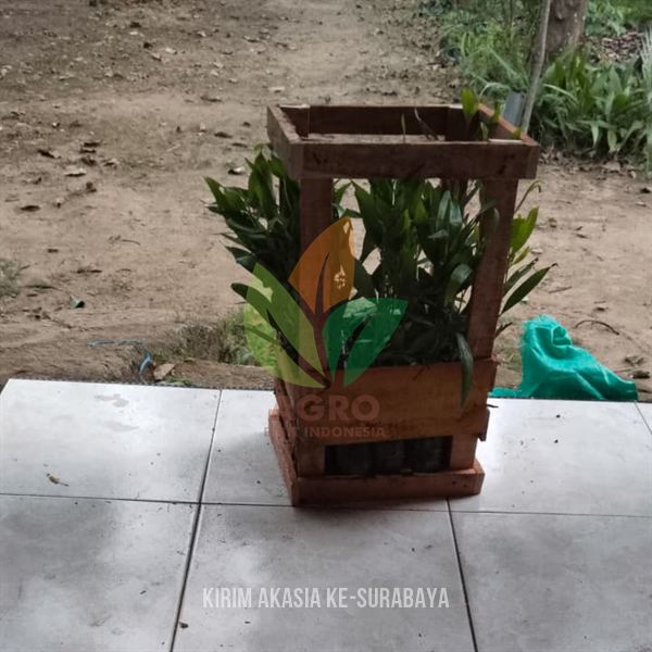Bibit Kayu Tanaman Akasia Menuju Surabaya