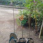 Bibit Pohon Moringa di Depok untuk Investasi