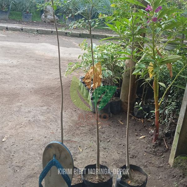 Bibit Pohon Moringa di Depok untuk Investasi
