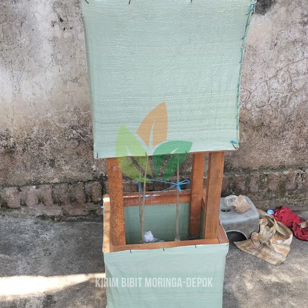 Bibit Pohon Moringa di Depok untuk Investasi