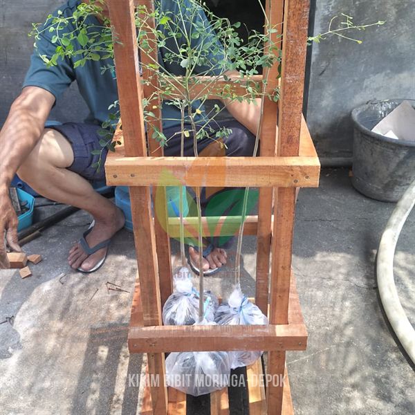 Bibit Pohon Moringa di Depok untuk Investasi