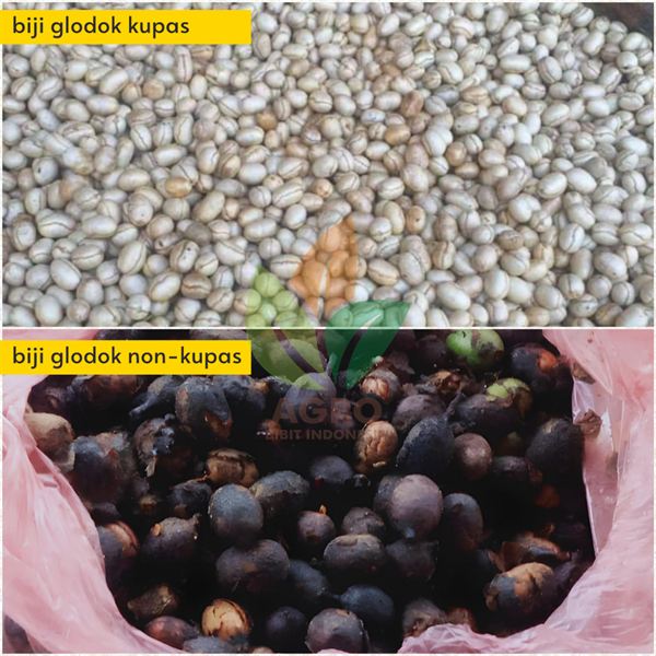 Perbedaan Biji Glodok Tiang Kupas dan Non-Kupas