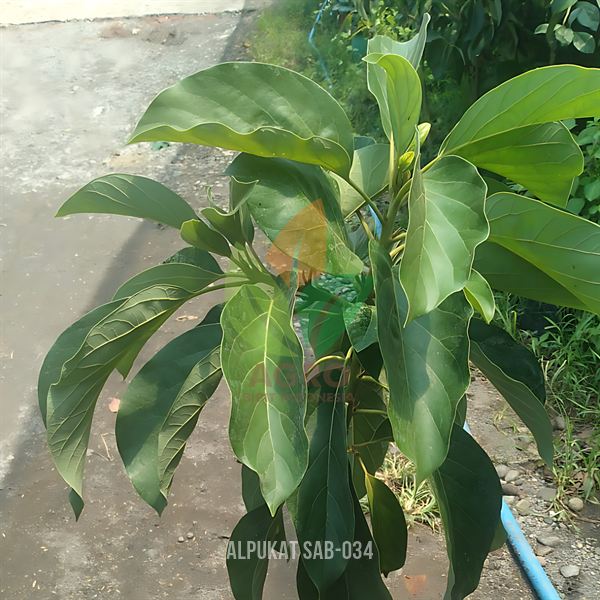 Alpukat SAB 034 Vietnam