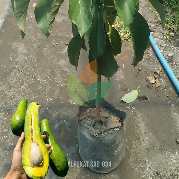 Alpukat SAB 034 Vietnam