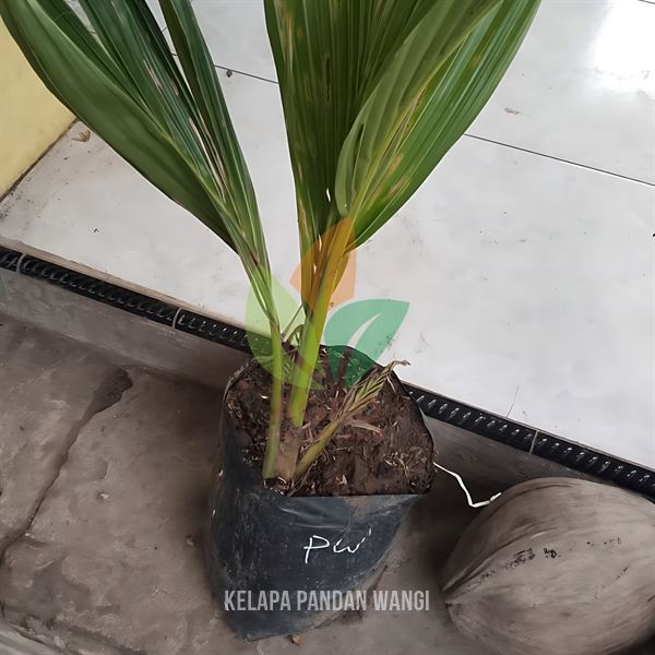 Kelapa Pandan Wangi