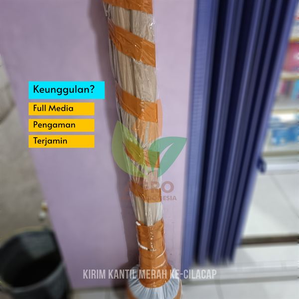 Kirim Bibit Bunga Kantil Merah Tanaman Langka di Cilacap