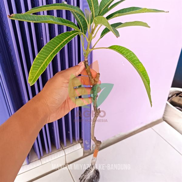 Cari Bibit Mangga Miyazaki Asli di Bandung? Siap Kirim