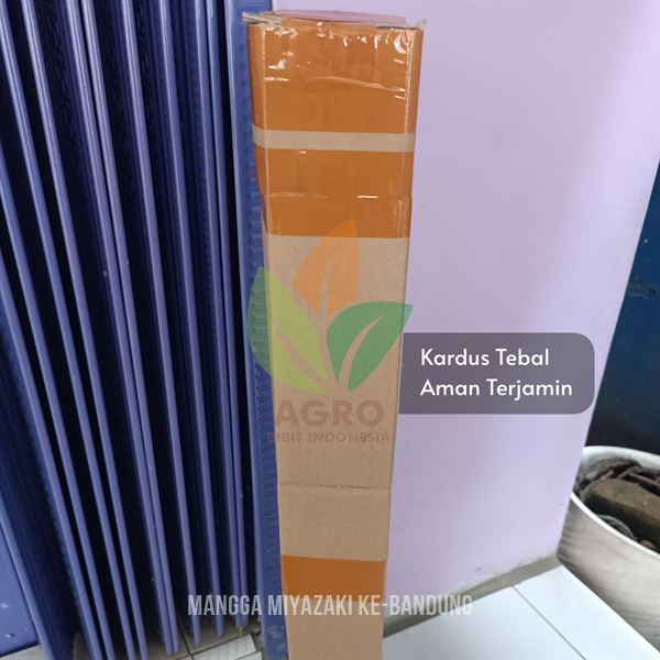 Cari Bibit Mangga Miyazaki Asli di Bandung? Siap Kirim