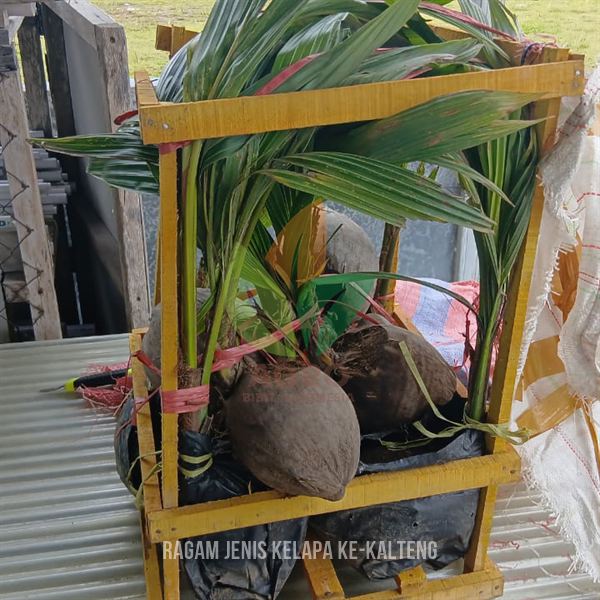 10 Bibit Kelapa Genjah Unggul Menuju Kalimantan Tengah