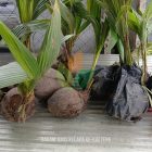 10 Bibit Kelapa Genjah Unggul Menuju Kalimantan Tengah