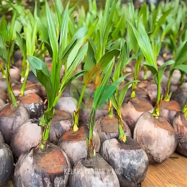 Kelapa Pandan Wangi