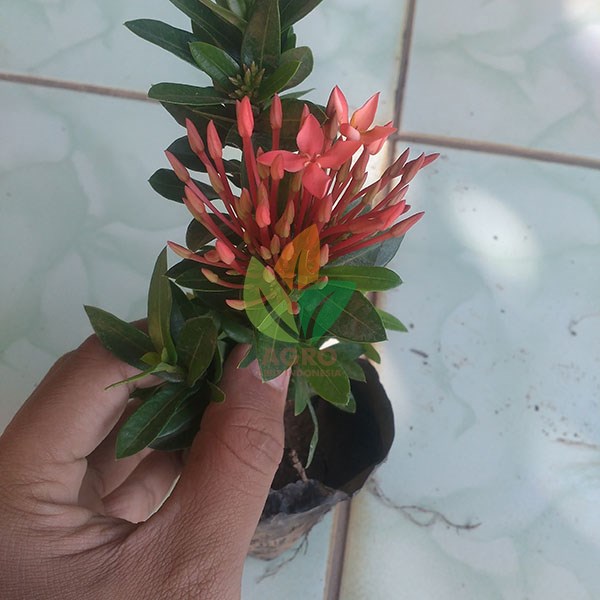 Bunga Asoka Merah Lokal