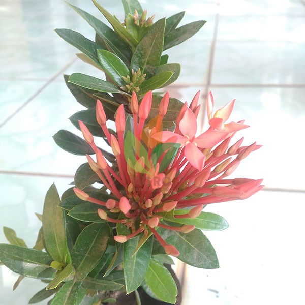 Bunga Asoka Merah Lokal