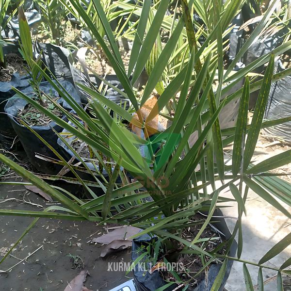 Kurma KL1 Tropis