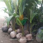 Kirim Bibit Kelapa Dalam dan Kelapa Genjah Entok Menuju Blitar
