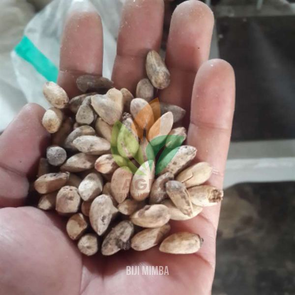 Biji Tanaman Mimba