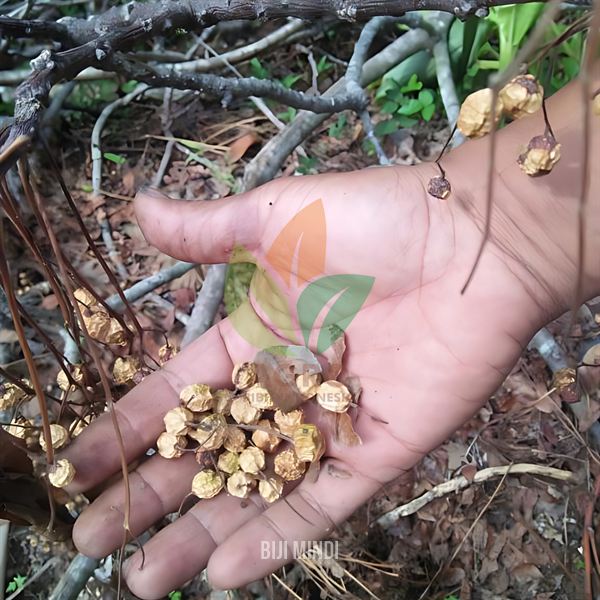 Biji Pohon Mindi