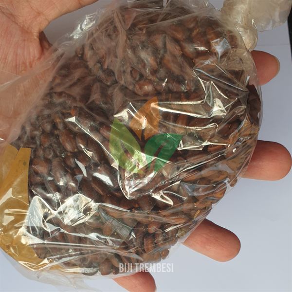 Biji Pohon Trembesi