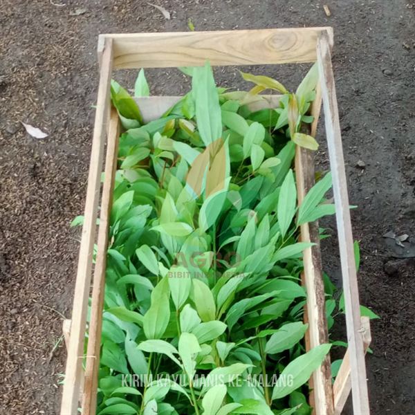 Kirim 50 Bibit Tanaman Kayu Manis 1 Meter ke-Malang