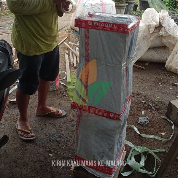 Kirim 50 Bibit Tanaman Kayu Manis 1 Meter ke-Malang