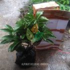 Kirim Bibit Alpukat Kelud Rimbun ke-Kota Cirebon
