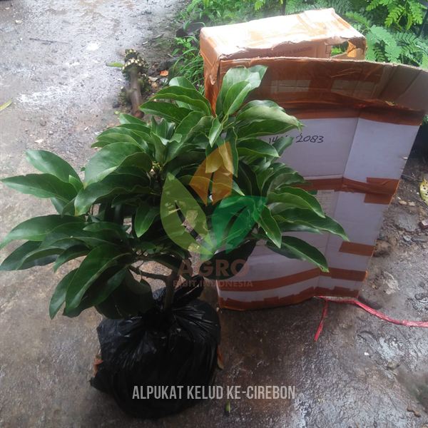 Kirim Bibit Alpukat Kelud Rimbun ke-Kota Cirebon