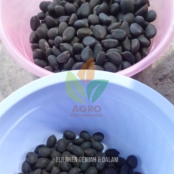 Biji Semai Aren Genjah dan Aren Dalam di Nabire Papua