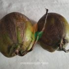 Tanam Bibit Kelapa Pandan Wangi di Yogyakarta
