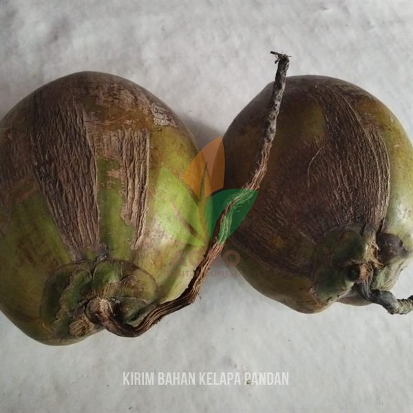 Tanam Bibit Kelapa Pandan Wangi di Yogyakarta