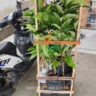 12 Tanaman Bunga Kantil Langka Menuju Bekasi