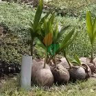 10 Bibit Kelapa Entok / Entog Menuju Malang