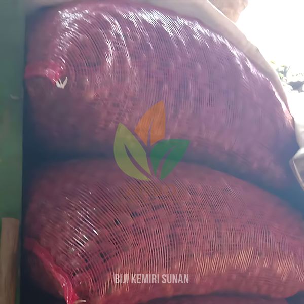 Biji Kemiri Sunan Semai