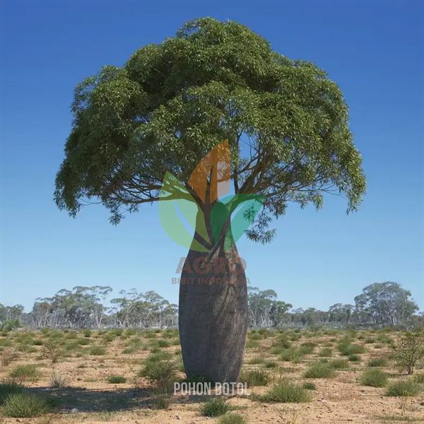 Queensland Bottle Tree