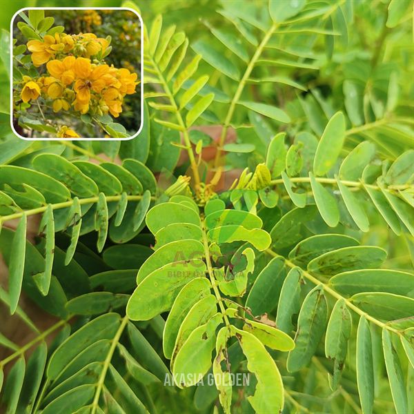 Pohon Akasia Golden