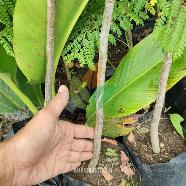 Pohon Akasia Golden