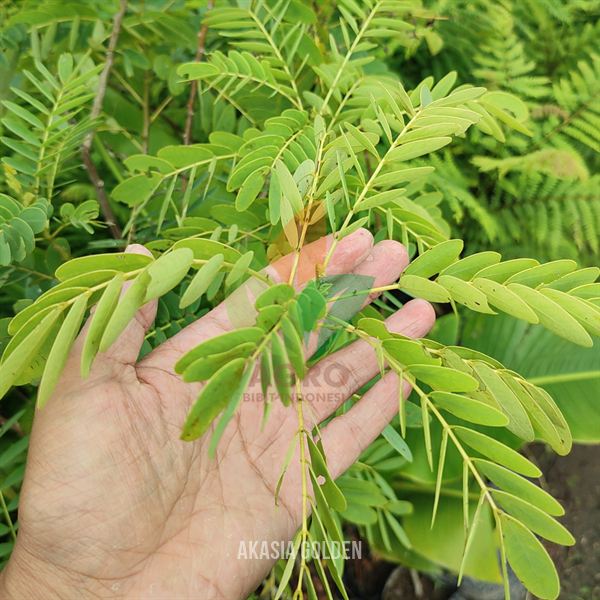 Pohon Akasia Golden