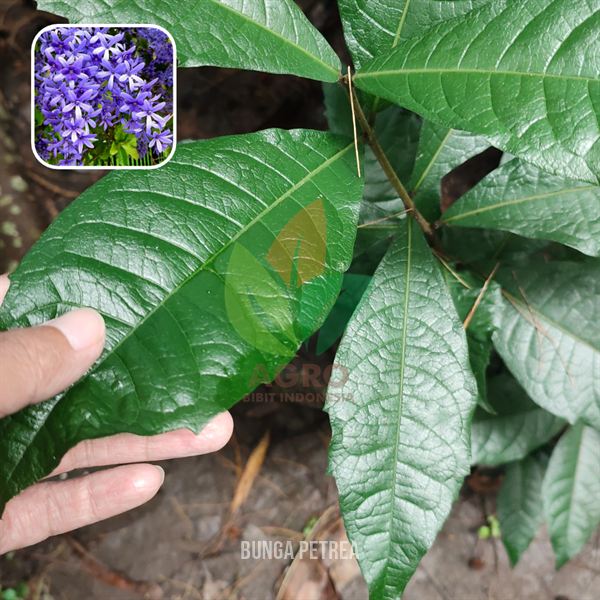 Bunga Petrea Ungu