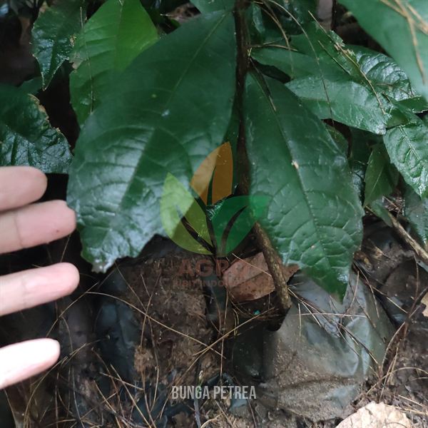 Bunga Petrea Ungu