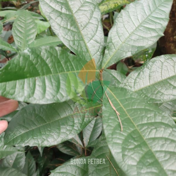 Bunga Petrea Ungu