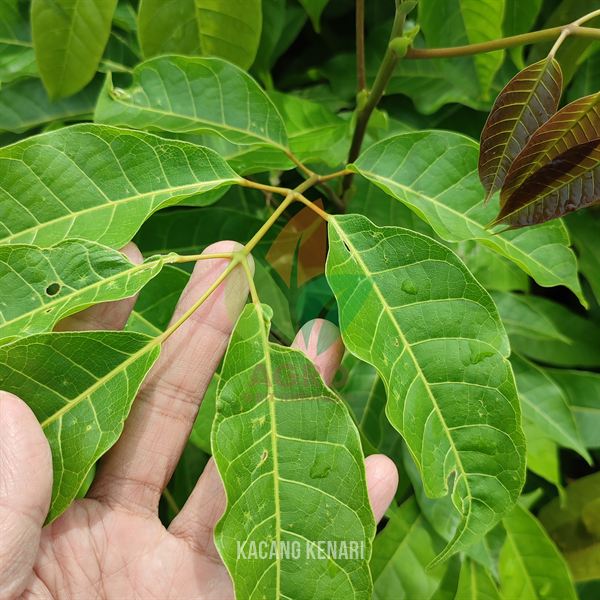 Kacang Kenari Asli