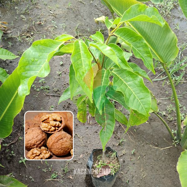 Kacang Kenari Asli
