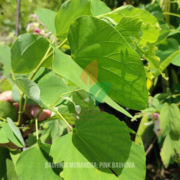 Bauhinia Monandra Langka