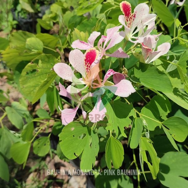 Bauhinia Monandra Langka