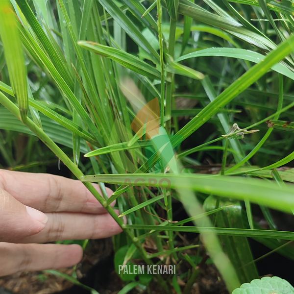 Palem Kenari Daun Jarum