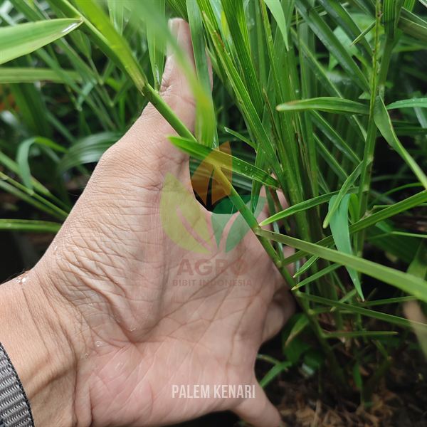 Palem Kenari Daun Jarum