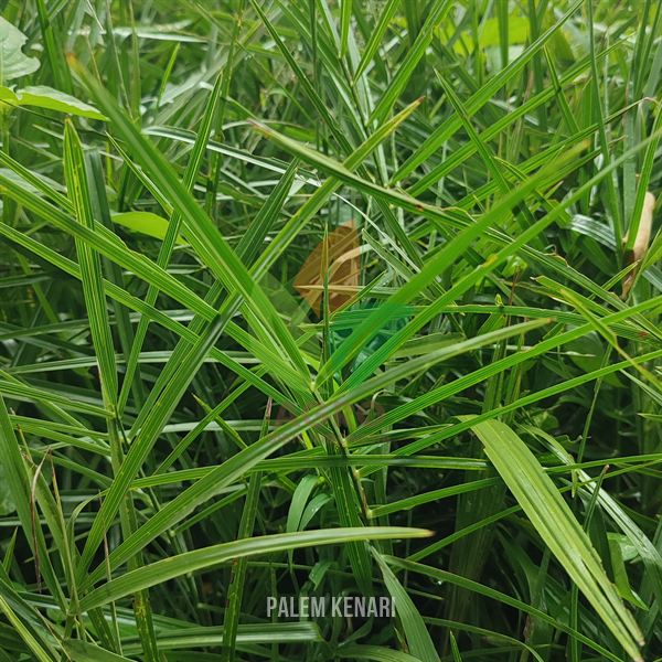 Palem Kenari Daun Jarum