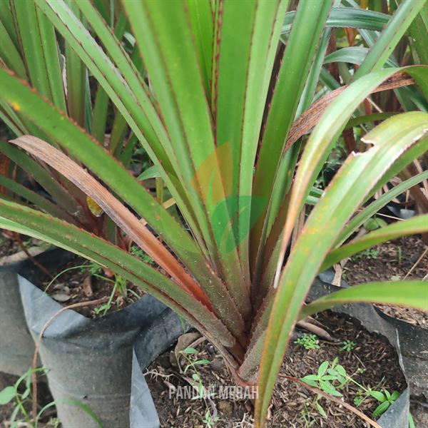 Pandan Merah Langka