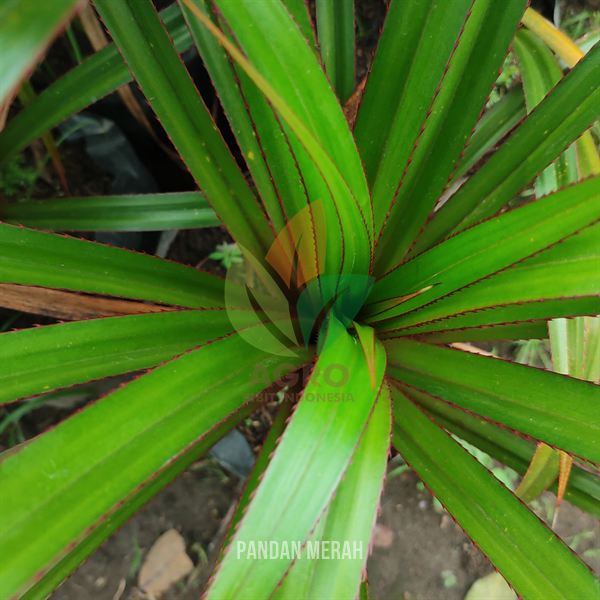 Pandan Merah Langka