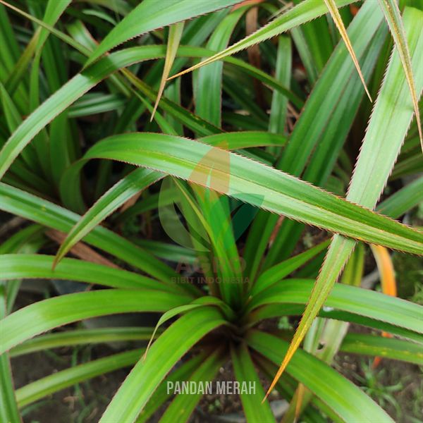 Pandan Merah Langka